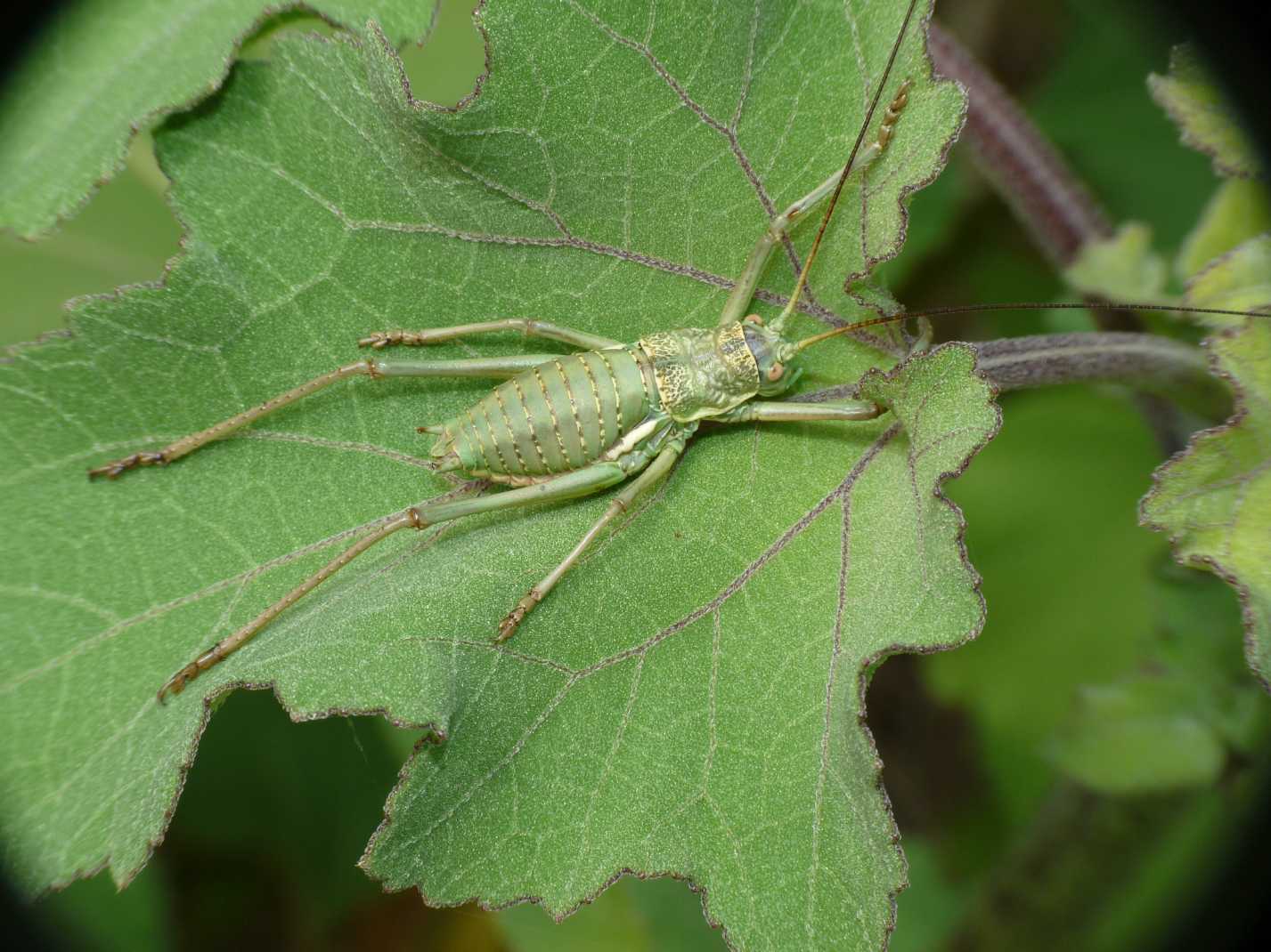 Uromenus di Tolfa: U. (Bolivarius) elegans